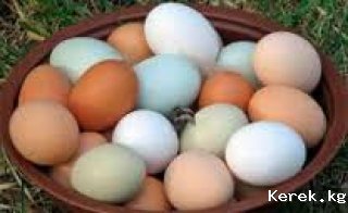 Продаю инкубационные яйца, породы брама.