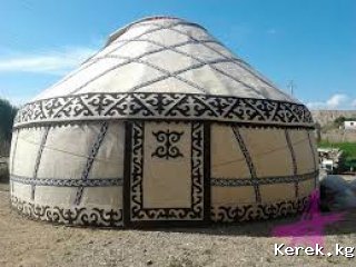 Кыргыз боз уй сатылат 70 баш,5 канат жыгачы жаны