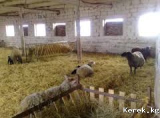 кошар (баз) сатам Аксуу районунда