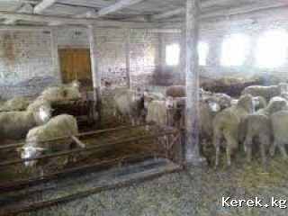 Продаю кошару