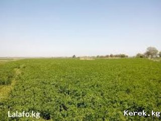 Продается земельная доля в селе Липенка