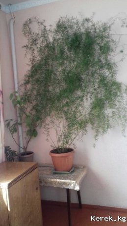 комнатное растение Аспарагус