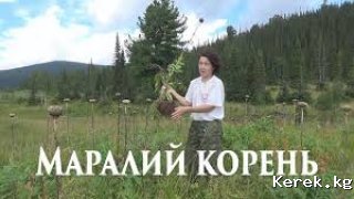 Продаю Маралий корень