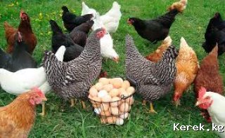 Продаю курей по 300сом