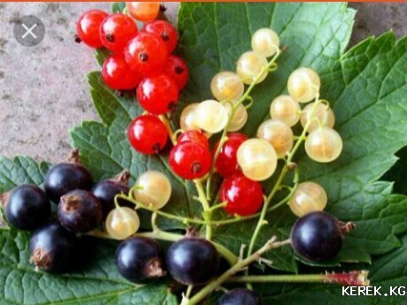 Карагаттын кочоттору сатылат;  сорттору Титания, кызыл Карагат, ак Карагат, эрте бышкан, Алтай карагаты,тмин ж.б. тел. 0703 932068, 0709 303318,0771 303318