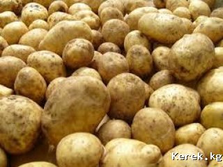 Продаю семенной картофель