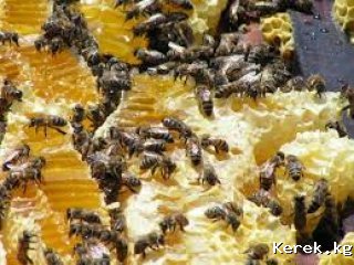 продаются пчёлы и белый мёд